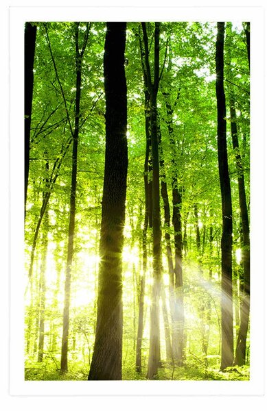 Poster pădure proaspăt verde