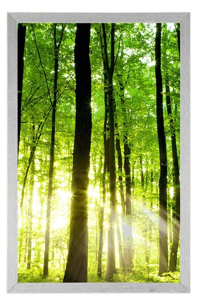 Poster pădure proaspăt verde