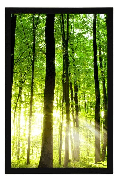 Poster pădure proaspăt verde
