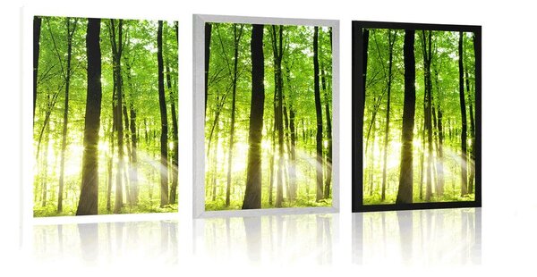 Poster pădure proaspăt verde