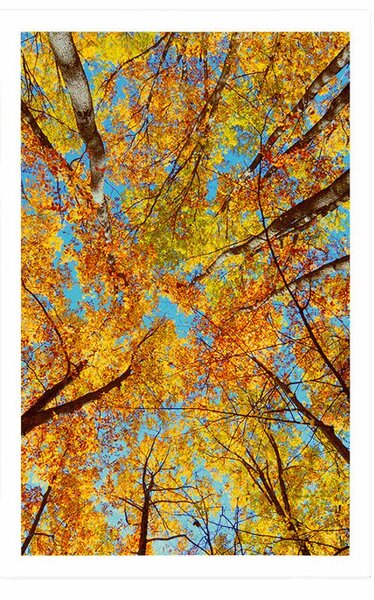 Poster coroane de copac de toamnă