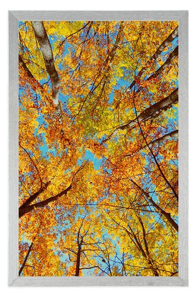 Poster coroane de copac de toamnă