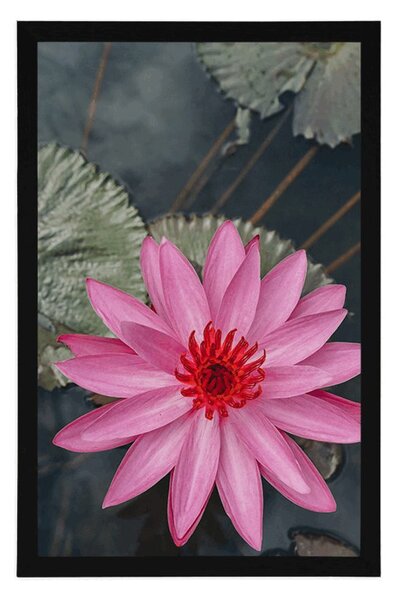 Poster floare de lotus fermecătoare