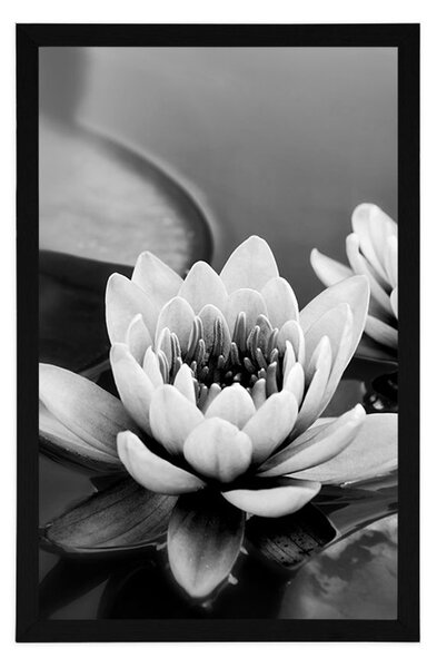 Poster flori de lotus în lac în design alb-negru