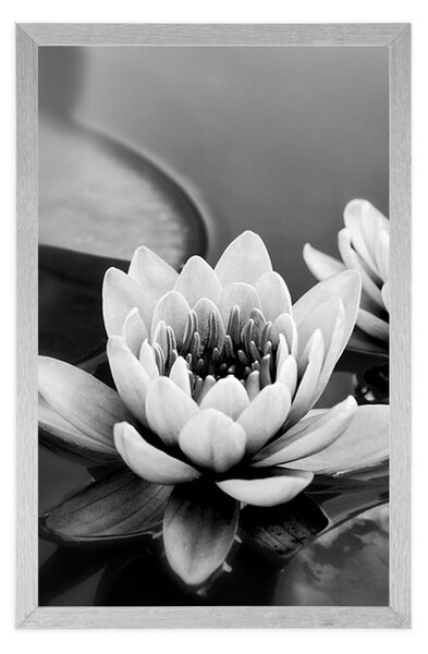 Poster flori de lotus în lac în design alb-negru