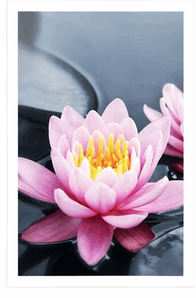Poster floare de lotus în lac