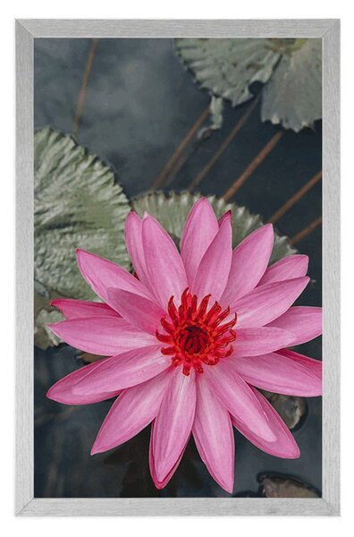 Poster floare de lotus fermecătoare