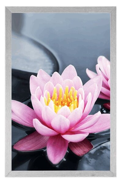 Poster floare de lotus în lac