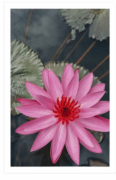 Poster floare de lotus fermecătoare