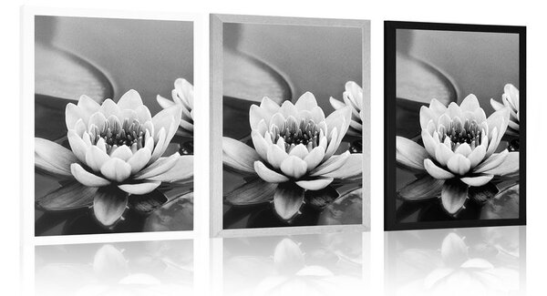 Poster flori de lotus în lac în design alb-negru