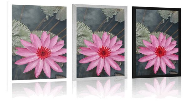 Poster floare de lotus fermecătoare
