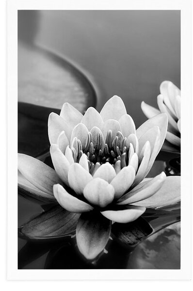 Poster flori de lotus în lac în design alb-negru