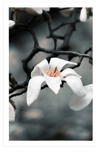 Poster trezirea magnoliei
