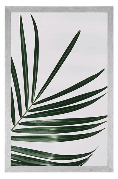 Poster frunză frumoasă de palmier