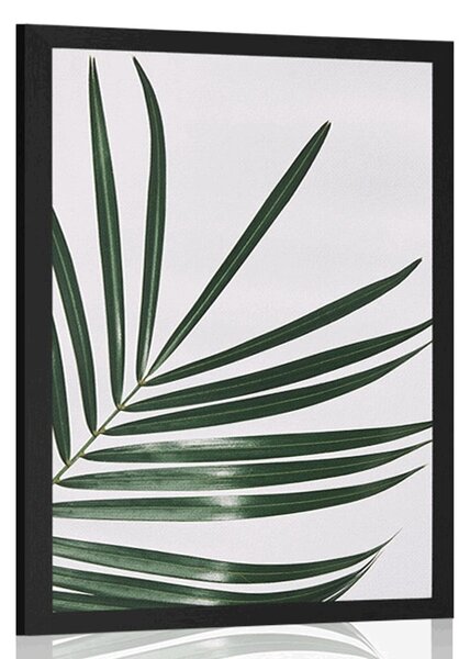 Poster frunză frumoasă de palmier