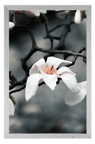 Poster trezirea magnoliei