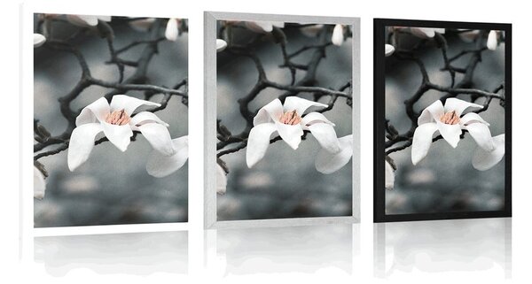 Poster trezirea magnoliei