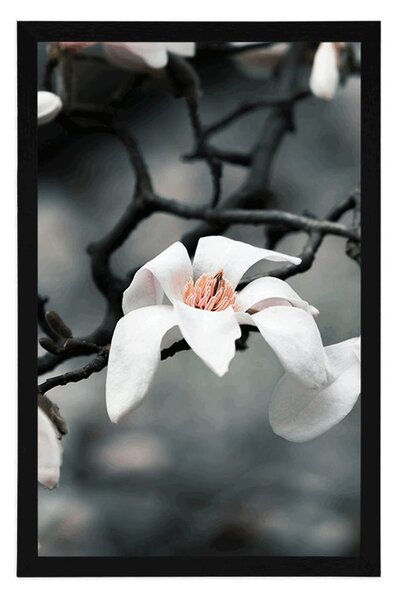 Poster trezirea magnoliei