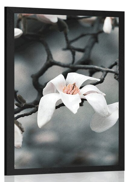 Poster trezirea magnoliei