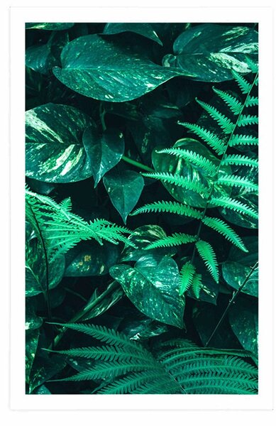 Poster frunze tropicale proaspete