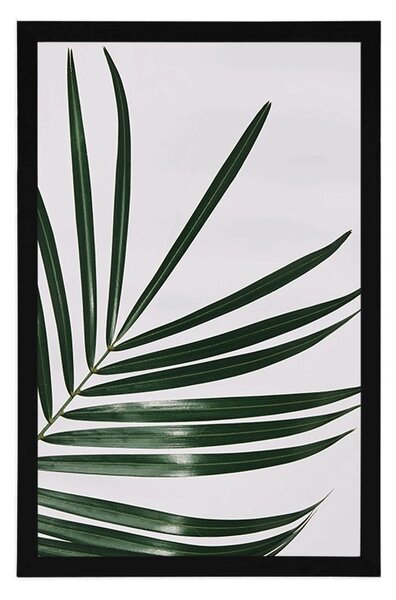 Poster frunză frumoasă de palmier