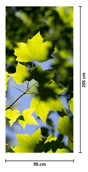 Fototapet pentru ușă - Frunze de arțar (95x205cm)