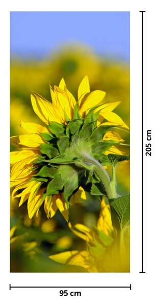 Fototapet pentru ușă - Floarea soarelui (95x205cm)