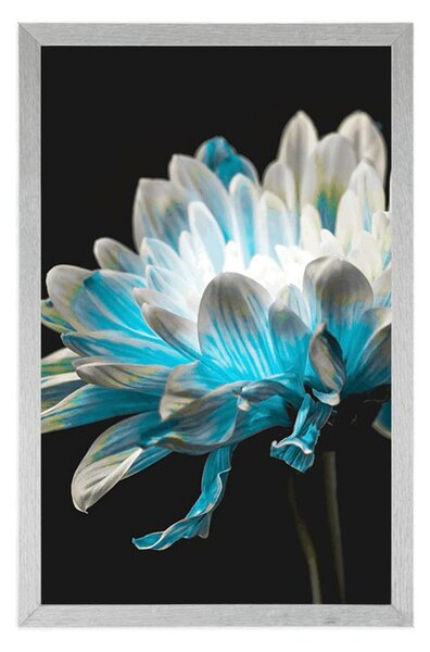 Poster margarete pe fundal negru