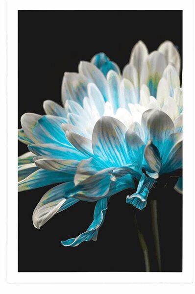 Poster margarete pe fundal negru