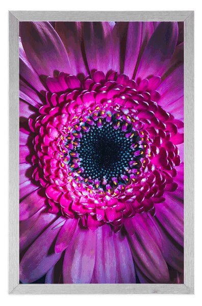 Poster gerbera purpurie