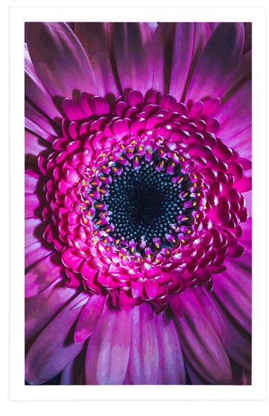 Poster gerbera purpurie