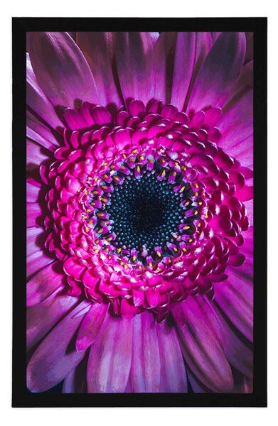 Poster gerbera purpurie