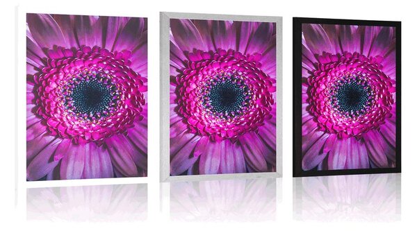 Poster gerbera purpurie