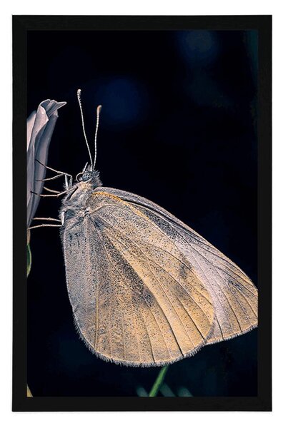 Poster fluture pe floare
