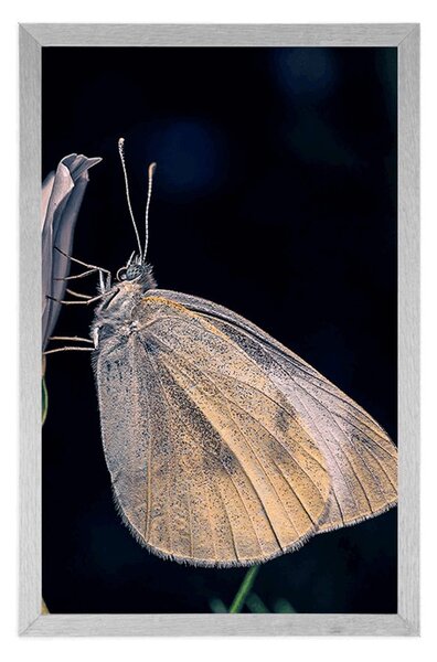 Poster fluture pe floare