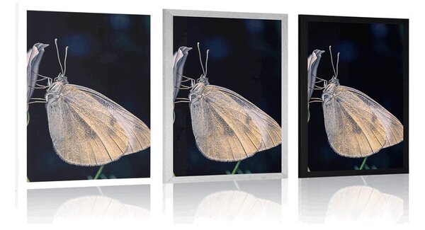 Poster fluture pe floare