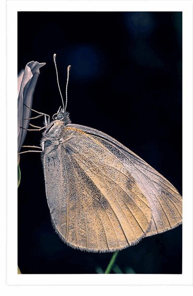 Poster fluture pe floare