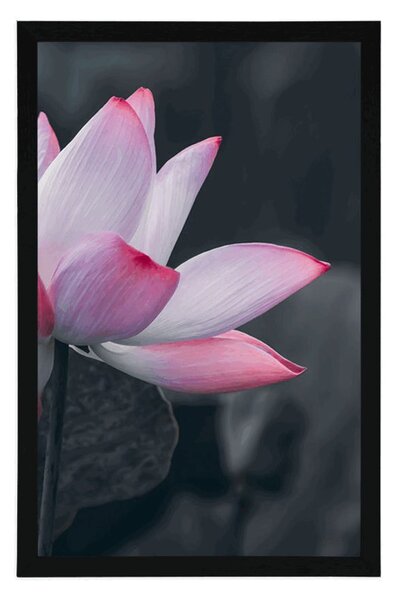 Poster floare delicată de lotus