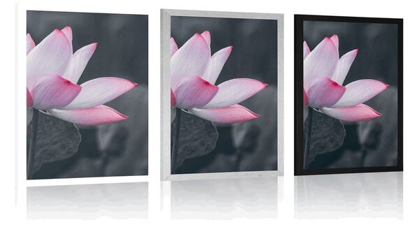 Poster floare delicată de lotus