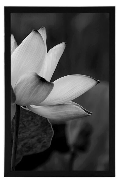 Poster floare delicată de lotus în design alb-negru
