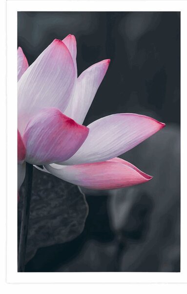 Poster floare delicată de lotus