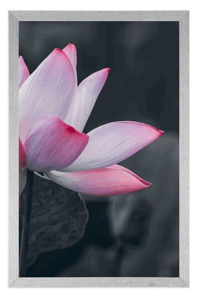Poster floare delicată de lotus