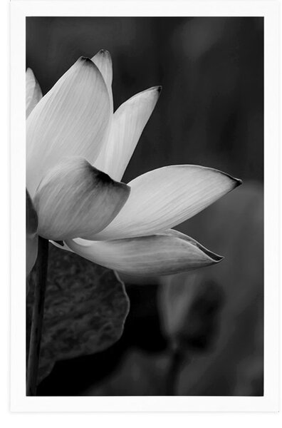 Poster floare delicată de lotus în design alb-negru