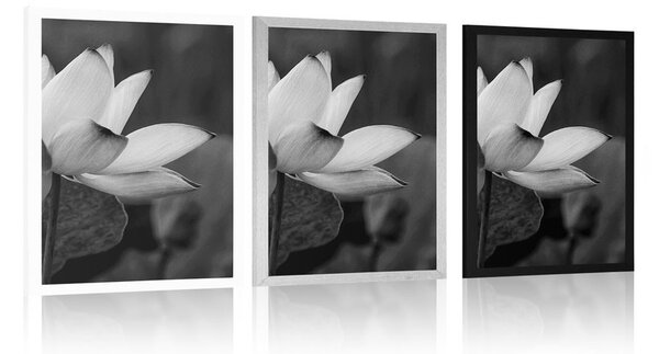 Poster floare delicată de lotus în design alb-negru