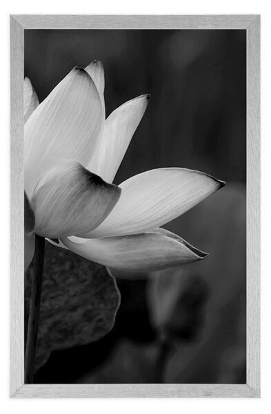 Poster floare delicată de lotus în design alb-negru