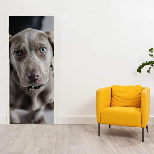 Fototapet pentru ușă - Cățeluș (95x205cm)
