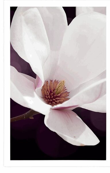 Poster flori de magnolie pe fundal abstract