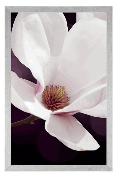 Poster flori de magnolie pe fundal abstract