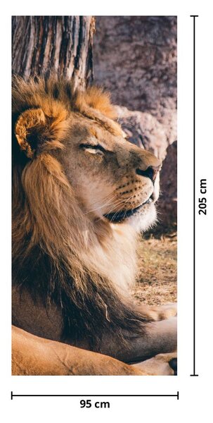 Fototapet pentru ușă - Leul culcat (95x205cm)