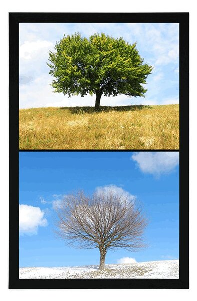 Poster copac în anotimpurile anului